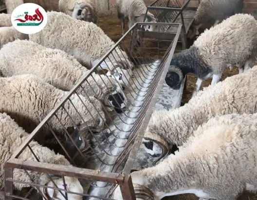 كساب يشكو تراجع الأسعار بعد إلغاء شعيرة الأضحى