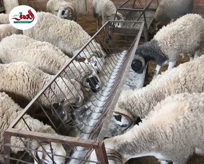 كساب يشكو تراجع الأسعار بعد إلغاء شعيرة الأضحى