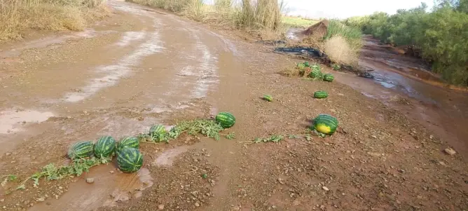 سيول زاكورة تجرف محاصيل البطيخ
