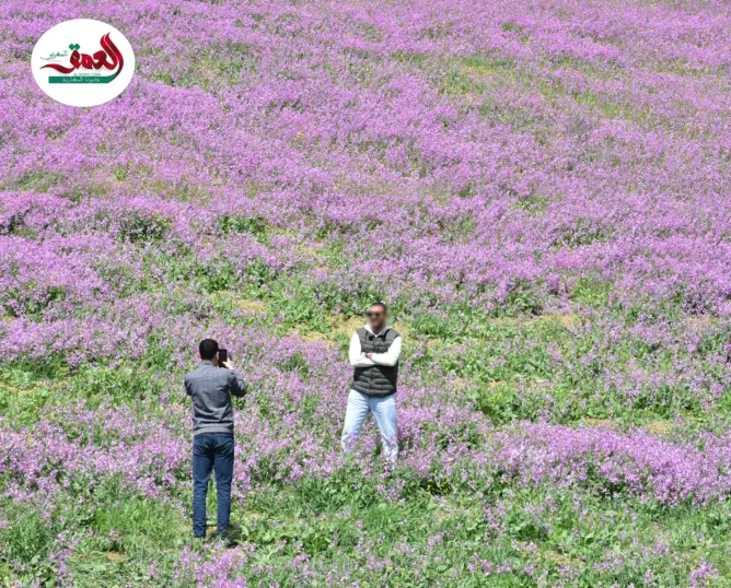 زهور بنفسجية تزين طريق قرية با محمد
