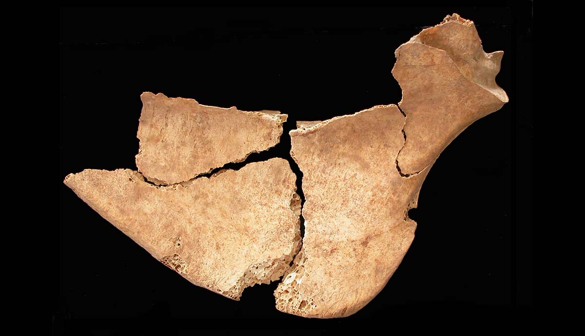 طائر الحبارى الكبرى