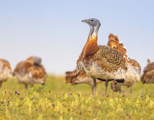 طائر الحبارى الكبرى