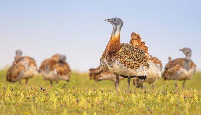 طائر الحبارى الكبرى