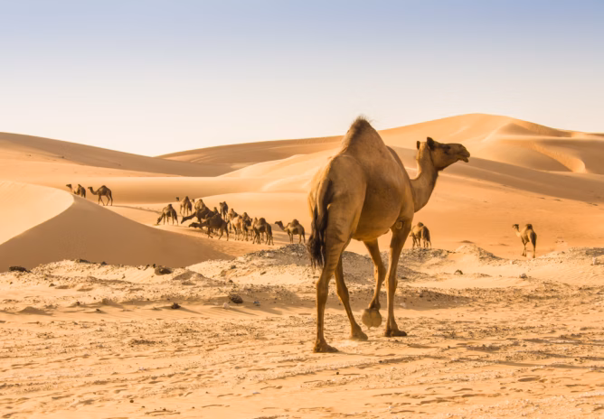 الجمال والنوق