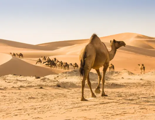 الجمال والنوق