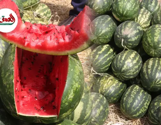 البطيخ الأحمر يغزو أسواق مراكش..تجار يؤكدون الوفرة ويشيدون بجودة دلاع زاكورة