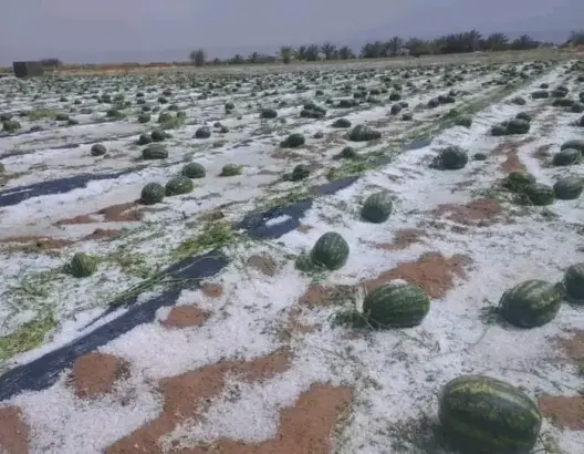 عاصفة رعدية تكبد حقول “الدلاح” بزاكورة خسائر فادحة.. وفلاحون يطالبون بالتعويض