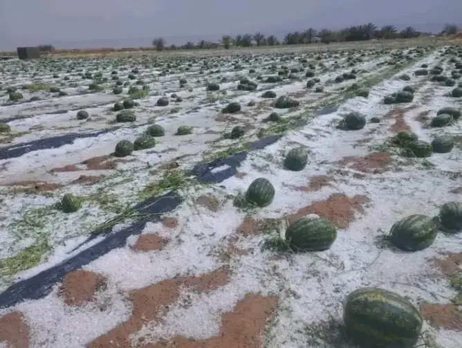 عاصفة رعدية تكبد حقول “الدلاح” بزاكورة خسائر فادحة.. وفلاحون يطالبون بالتعويض