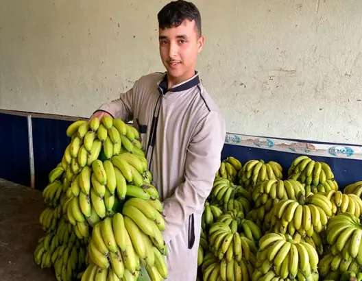 فاكهة الموز بين تقلبات السوق وتحديات الجودة (فيديو)