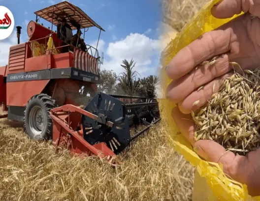 انطلاق موسم الحصاد بدكالة