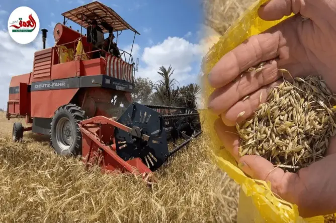 انطلاق موسم الحصاد بدكالة