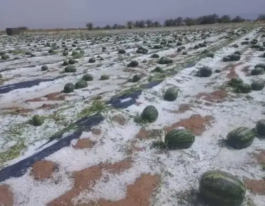 هل سيستفيد متضررو “دلاح زاكورة” من تعويض الكوارث الطبيعية؟