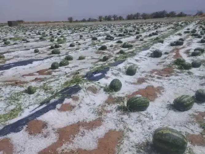 هل سيستفيد متضررو “دلاح زاكورة” من تعويض الكوارث الطبيعية؟
