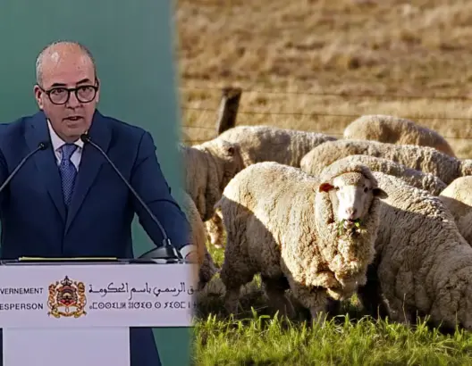 الحكومة تطلق برنامجا وطنيا لدعم مربي الماشية