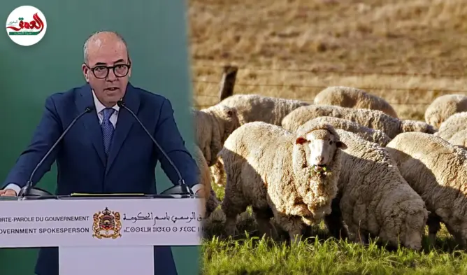 الحكومة تطلق برنامجا وطنيا لدعم مربي الماشية