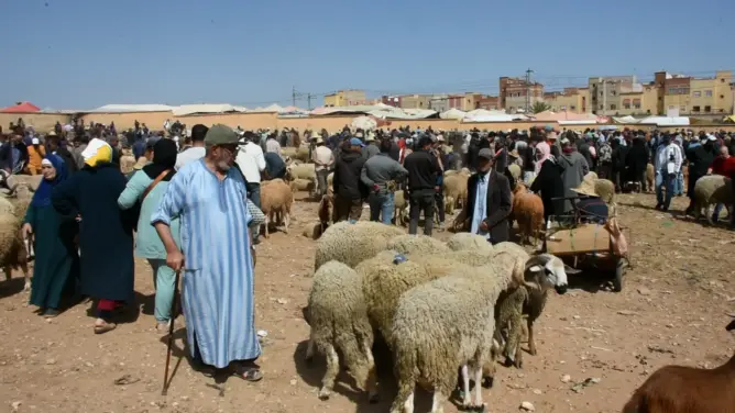 إقبال كبير على اقتناء الخرفان بسوق تاوجطات