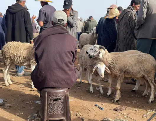 أسعار اللحوم الحمراء تشتعل بالدار البيضاء .. و”الشناقة” يستغلون “عناد” الراغبين في الأضحية