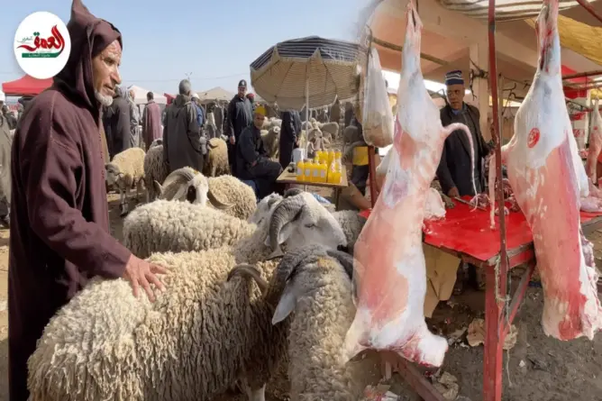 أسعار الأكباش بسيدي بنور بين الانخفاض والارتفاع