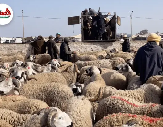 ركود بسوق المواشي رغم التهافت على “الدوارة”