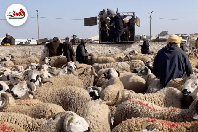 إلغاء شعيرة الأضاحي.. السلطات تواصل إغلاق أسواق المواشي بعدد من الأقاليم