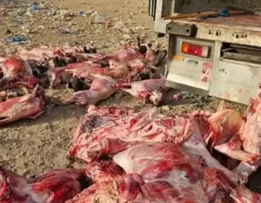 درك الدروة يحبط تهريب لحوم فاسدة ضواحي البيضاء