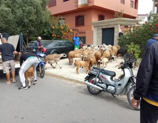 الجديدة.. حجز 70 رأسا من الغنم والماعز وسط أحياء سكنية قبيل عيد الأضحى