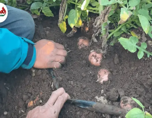 الوسيط الفلاحي.. جسر التفاهم بين الفلاح والتاجر