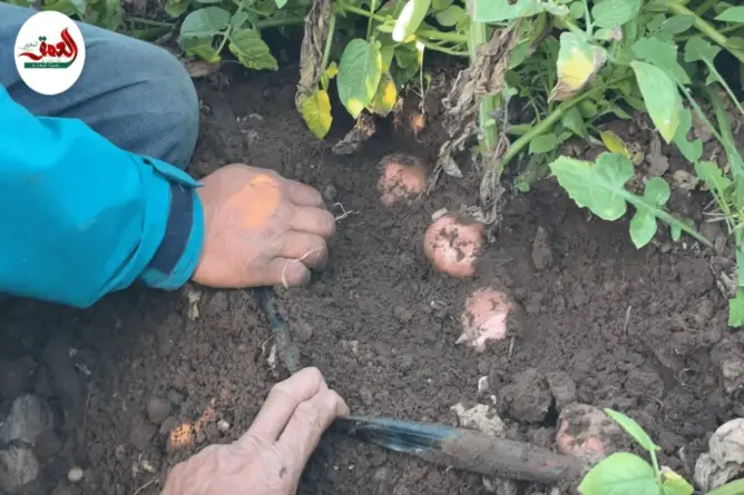 الوسيط الفلاحي.. جسر التفاهم بين الفلاح والتاجر
