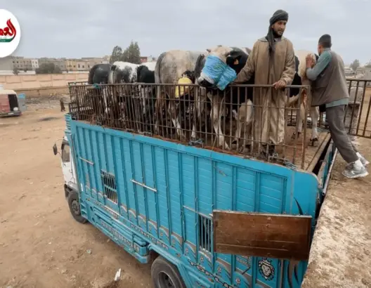 طريقة فريدة لشحن الأبقار على الشاحنات بسوق أولاد فرج