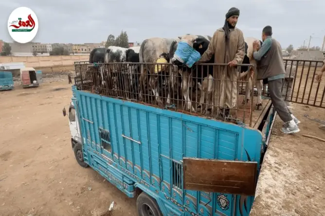 طريقة فريدة لشحن الأبقار على الشاحنات بسوق أولاد فرج