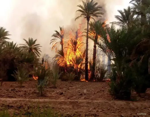 حريق بإحدى واحات طاطا