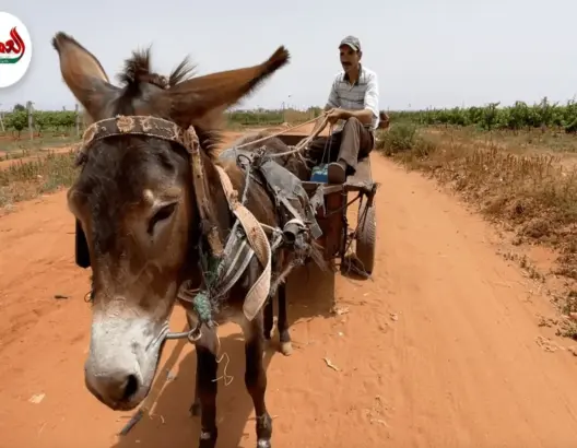 فلاح بإقليم الجديدة يشكي العطش