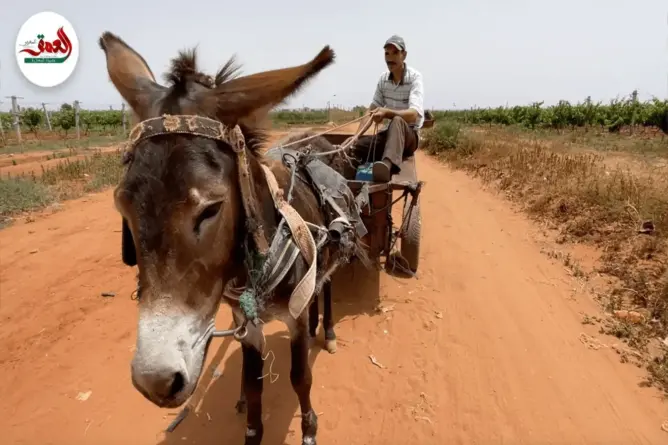 فلاح بإقليم الجديدة يشكي العطش