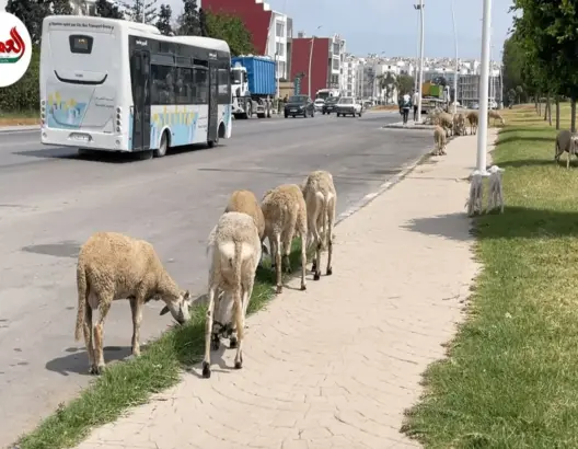 يرعى في حديقة عمومية.. قطيع من الأغنام يتجول وسط مدينة الجديدة