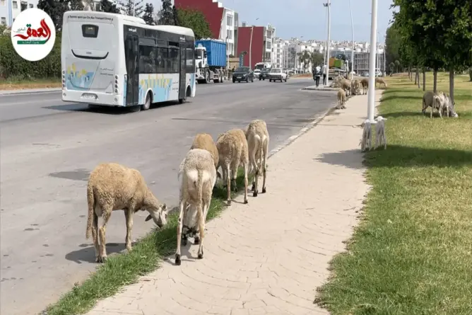 يرعى في حديقة عمومية.. قطيع من الأغنام يتجول وسط مدينة الجديدة