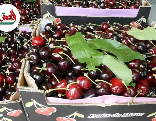 الأمطار تنعش تجارة “حب الملوك” بإيموزار