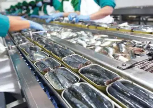 تصبير السمك بالمغرب.. اتحاد مهني يحذر من أزمة هيكلية ويدعو لخطة إنقاذ وطنية