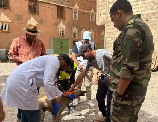 التعقيم والتلقيح بدلا من الإعدام .. ورزازات تتبنى مقاربة جديدة للتعامل مع الكلاب الضالة (صور)