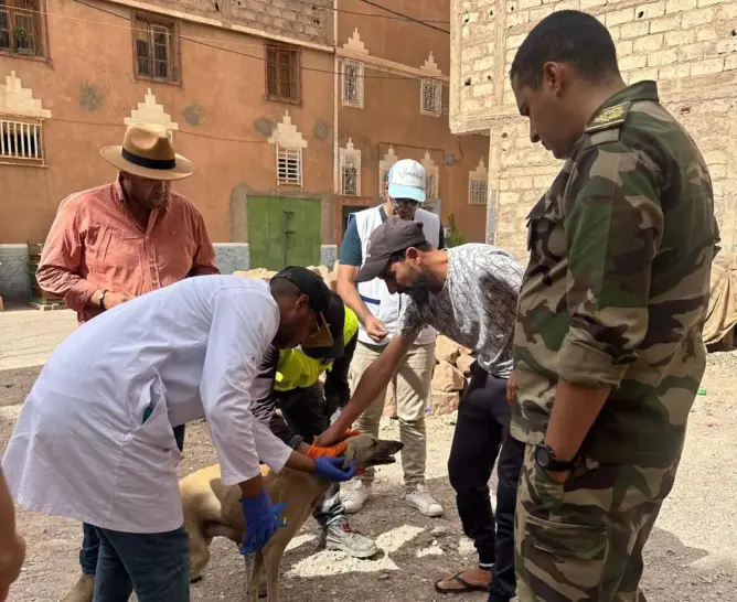التعقيم والتلقيح بدلا من الإعدام .. ورزازات تتبنى مقاربة جديدة للتعامل مع الكلاب الضالة (صور)