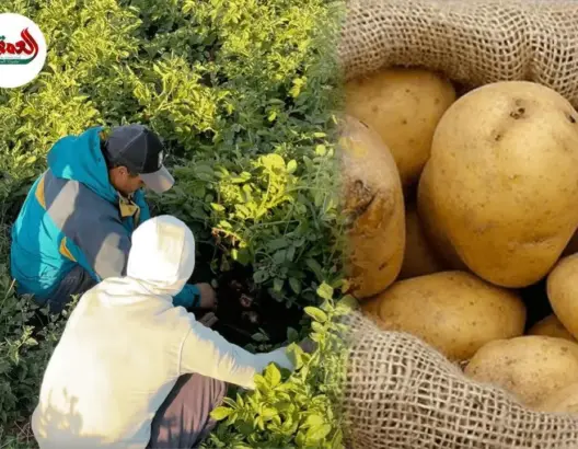 مزارعو البطاطس يشتكون إلغاء الدعم