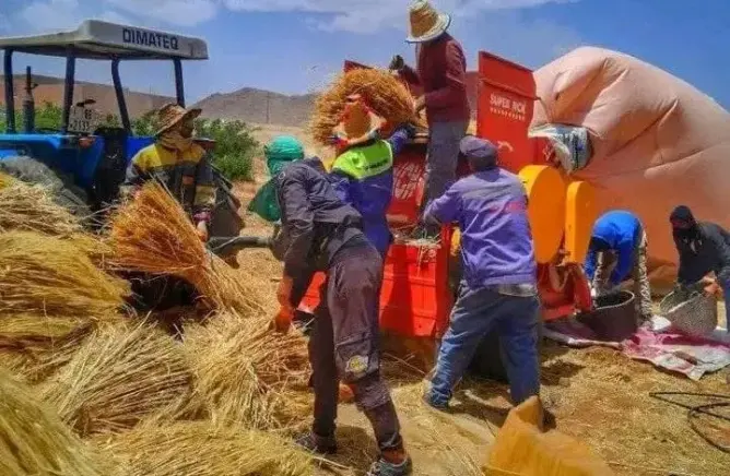 في حادثة مأساوية.. آلة “درس” تودي بحياة فلاح بالرشيدية