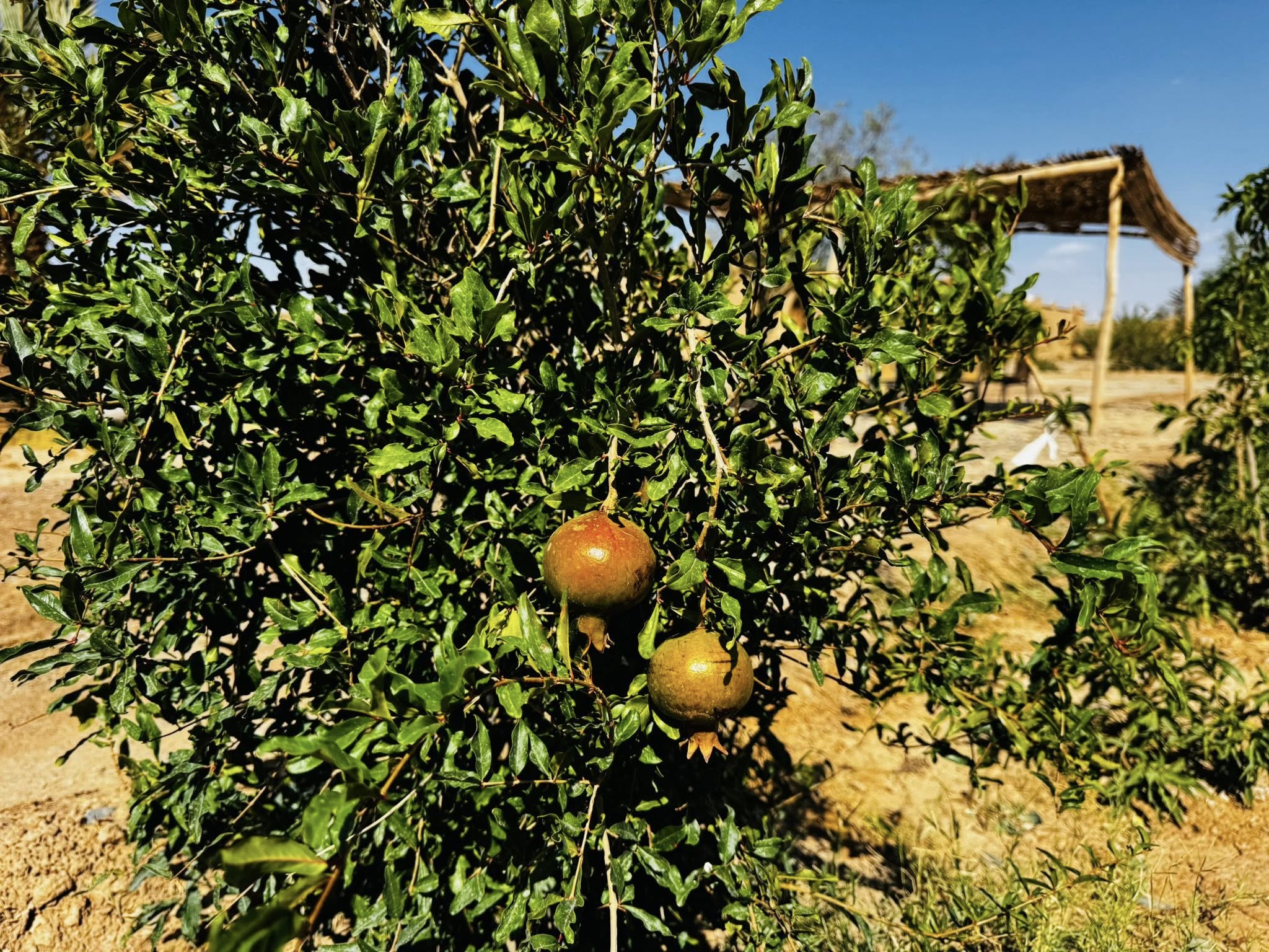 تحلية المياه بالطاقة الشمسية في أرفود.. ابتكار مغربي-صيني-فرنسي واعد لمواجهة العطش بالواحات