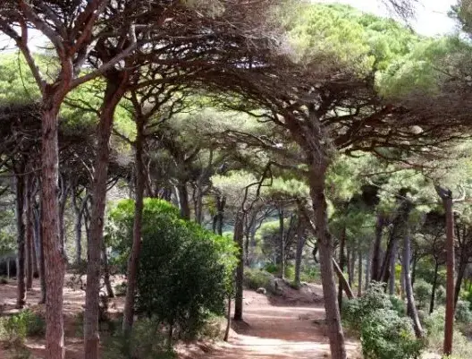 خط كهربائي لنقل الطاقة الريحية يتسبب في اجتثاث مساحة واسعة من غابة البرج بطنجة