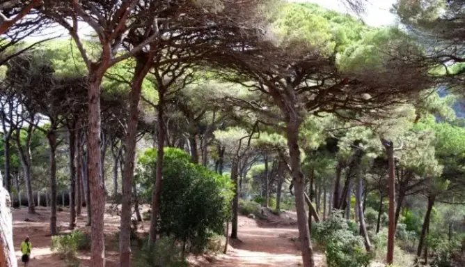 خط كهربائي لنقل الطاقة الريحية يتسبب في اجتثاث مساحة واسعة من غابة البرج بطنجة