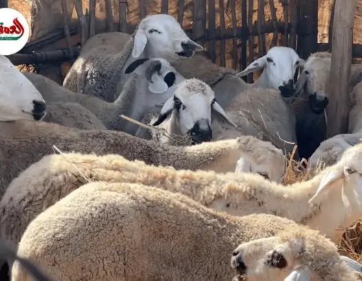 في انتظار الدعم.. سلطات الجديدة تُحصي القطيع