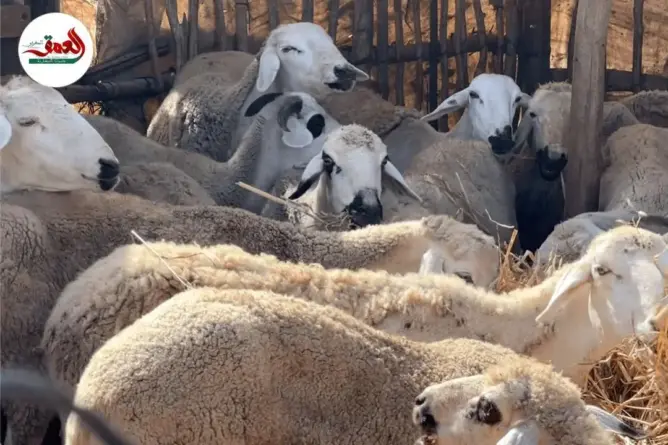 في انتظار الدعم.. سلطات الجديدة تُحصي القطيع