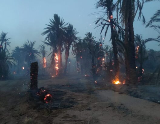 حريق مهول يزحف على واحة تمكروت نواحي زاكورة