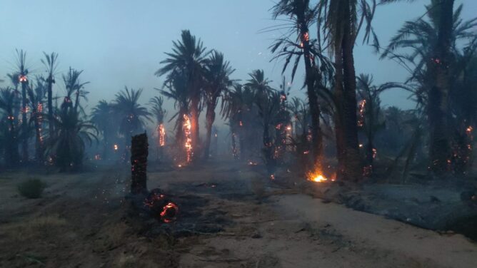 حريق مهول يزحف على واحة تمكروت نواحي زاكورة