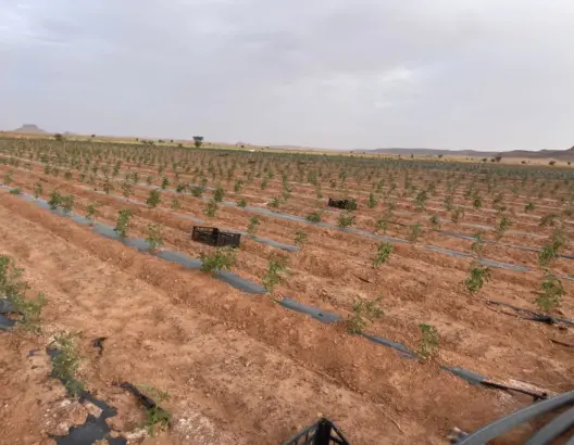 فلاحون من زاكورة يشتكون “الإقصاء غير المبرر” من دعم بذور الطماطم ويلوحون باللجوء إلى القضاء