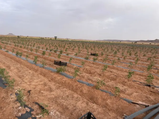 فلاحون من زاكورة يشتكون “الإقصاء غير المبرر” من دعم بذور الطماطم ويلوحون باللجوء إلى القضاء